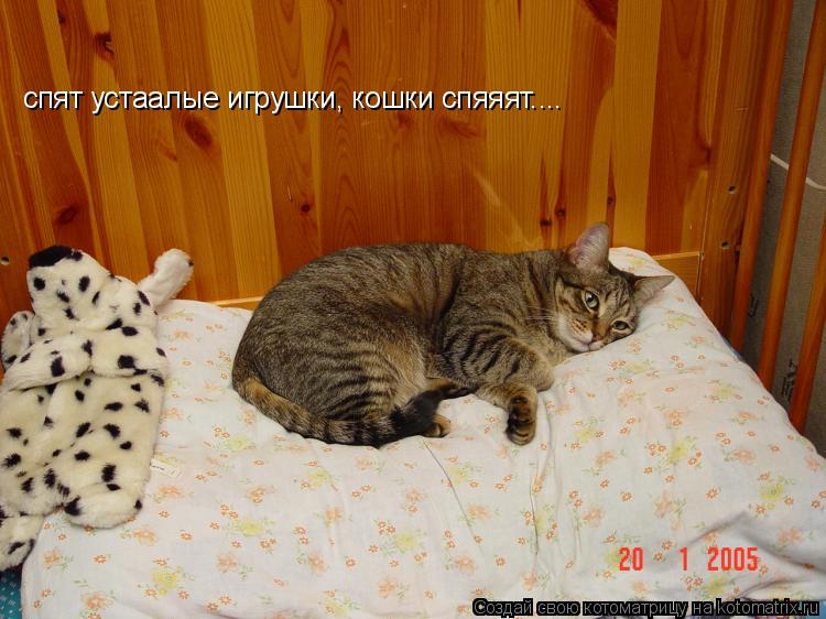 спят устаалые игрушки, кошки спяяят....... Котоматрица: спят устаалые игрушки, кошки спяяят....