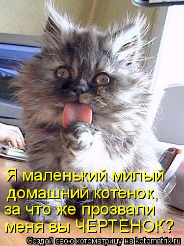 меня вы ЧЕРТЕНОК? за что же прозвали Я маленький милый домашний котенок,... Котоматрица: меня вы ЧЕРТЕНОК? за что же прозвали Я маленький милый домашний котенок,