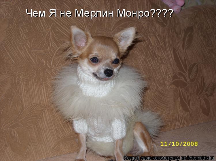 Чем Я не Мерлин Монро????... Котоматрица: Чем Я не Мерлин Монро????