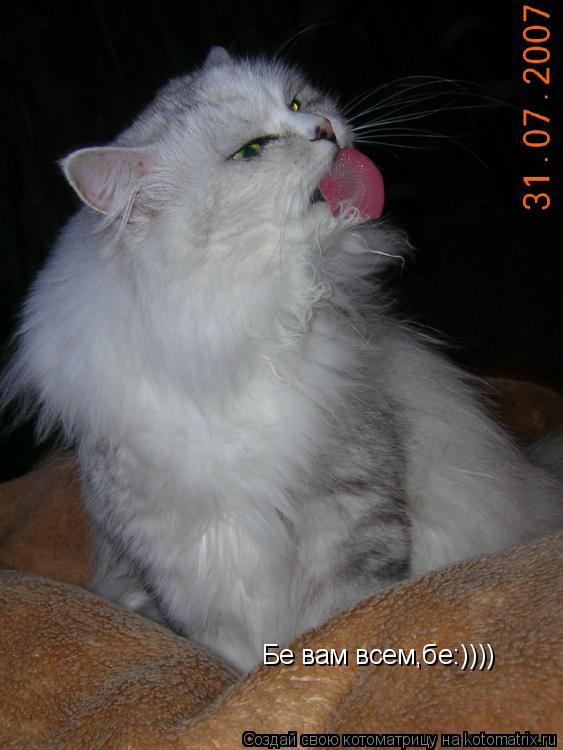 Бе вам всем,бе:))))... Котоматрица: Бе вам всем,бе:))))