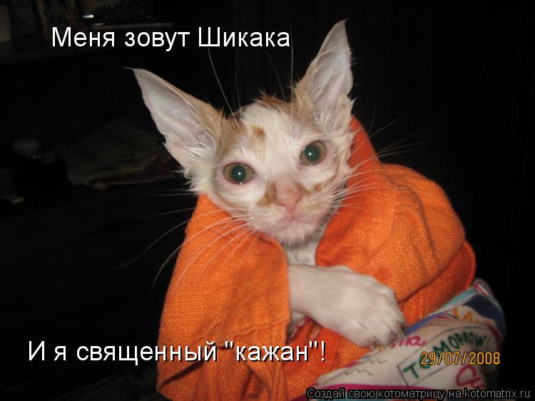 Меня зовут Шикака И я священный "кажан"!... Котоматрица: Меня зовут Шикака И я священный "кажан"!