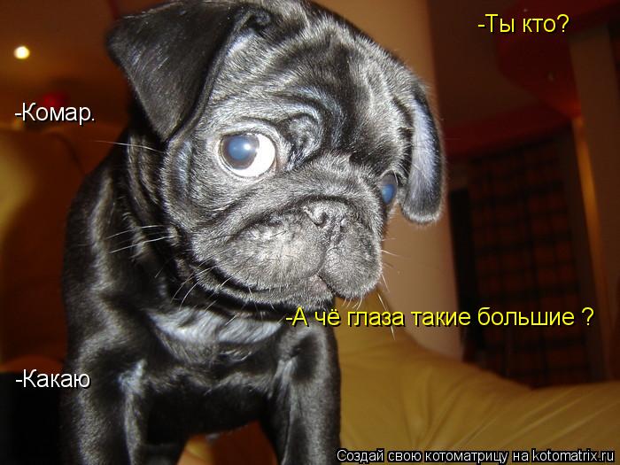 -Ты кто? -Комар. -А чё глаза такие большие ? -Какаю... Котоматрица: -Ты кто? -Комар. -А чё глаза такие большие ? -Какаю