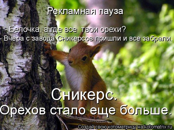 Рекламная пауза - Белочка, а где все твои орехи? Сникерс. - Вчера с завода Сникерсов пришли и все за... Котоматрица: Рекламная пауза - Белочка, а где все твои орехи? Сникерс. - Вчера с завода Сникерсов пришли и все забрали. Орехов стало еще больше.
