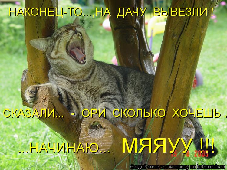 НАКОНЕЦ-ТО...,НА ДАЧУ ВЫВЕЗЛИ ! СКАЗАЛИ... - ОРИ СКОЛЬКО ХОЧЕШЬ ... СКАЗАЛИ... - ОРИ СКОЛЬК... Котоматрица: НАКОНЕЦ-ТО...,НА ДАЧУ ВЫВЕЗЛИ ! СКАЗАЛИ... - ОРИ СКОЛЬКО ХОЧЕШЬ ... СКАЗАЛИ... - ОРИ СКОЛЬКО ХОЧЕШЬ ... ...НАЧИНАЮ... МЯЯУУ !!!