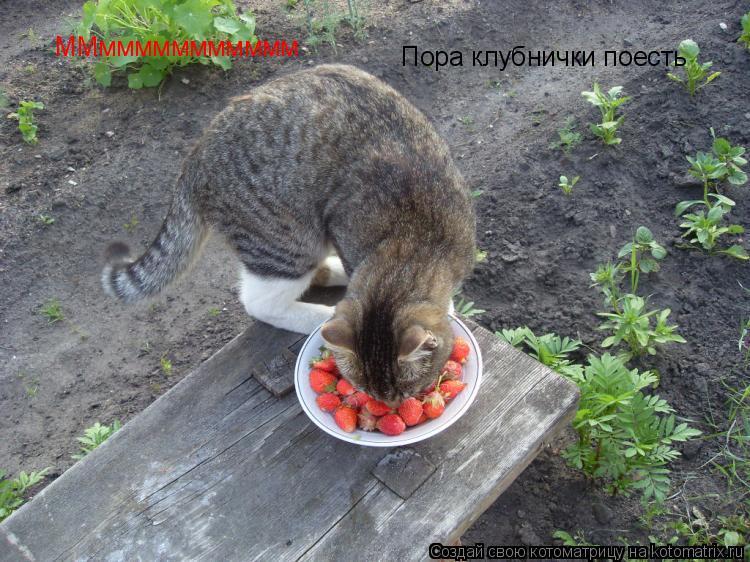 ММммммммммммм Пора клубнички поесть... Котоматрица: ММммммммммммм Пора клубнички поесть