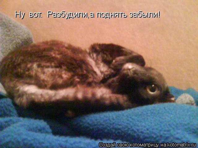 Ну вот. Разбудили,а поднять забыли!... Котоматрица: Ну вот. Разбудили,а поднять забыли!