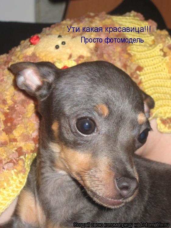 Ути какая красавица!!! Просто фотомодель... Котоматрица: Ути какая красавица!!! Просто фотомодель