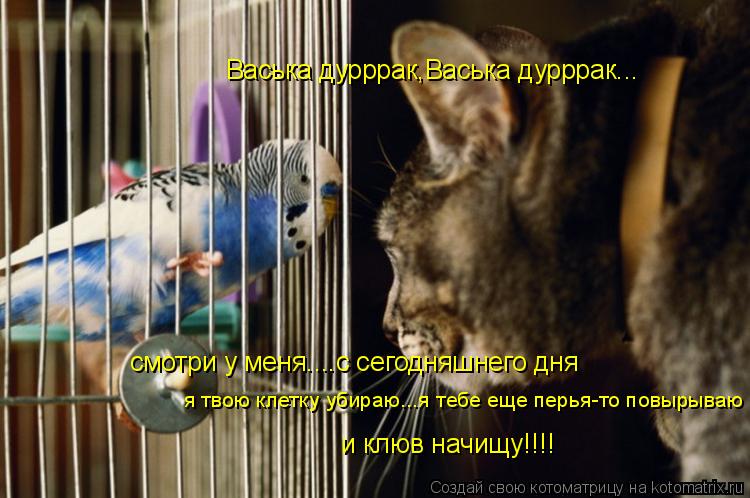 Васька дурррак,Васька дурррак... смотри у меня....с сегодняшнего дня я твою клетку убираю...я тебе ещ... Котоматрица: Васька дурррак,Васька дурррак... смотри у меня....с сегодняшнего дня я твою клетку убираю...я тебе еще перья-то повырываю и клюв начищу!!!!