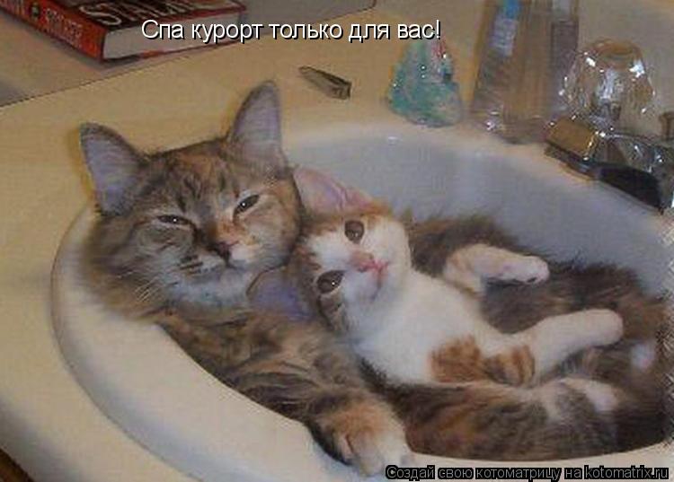 Спа курорт только для вас!... Котоматрица: Спа курорт только для вас!