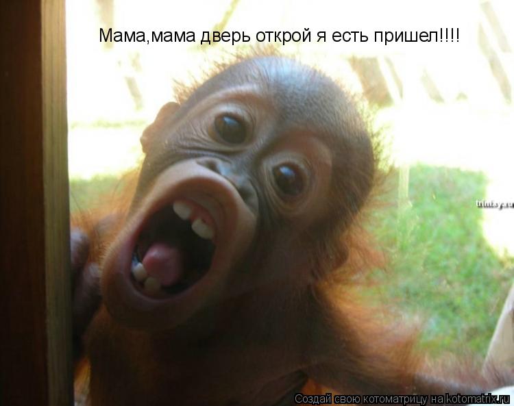 Мама,мама дверь открой я есть пришел!!!!... Котоматрица: Мама,мама дверь открой я есть пришел!!!!