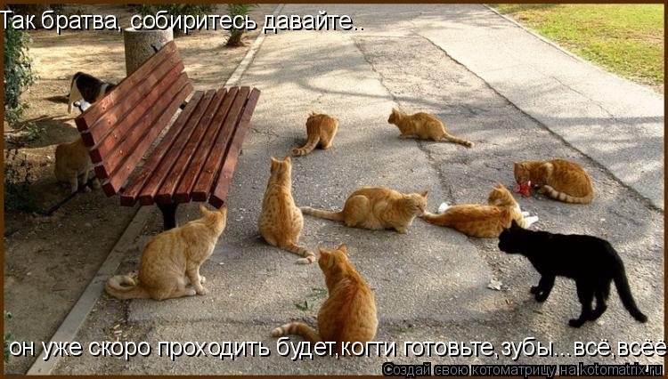 Так братва, собиритесь давайте.. он уже скоро проходить будет,когти готовьте,зубы...всё,всёёё... Котоматрица: Так братва, собиритесь давайте.. он уже скоро проходить будет,когти готовьте,зубы...всё,всёёё