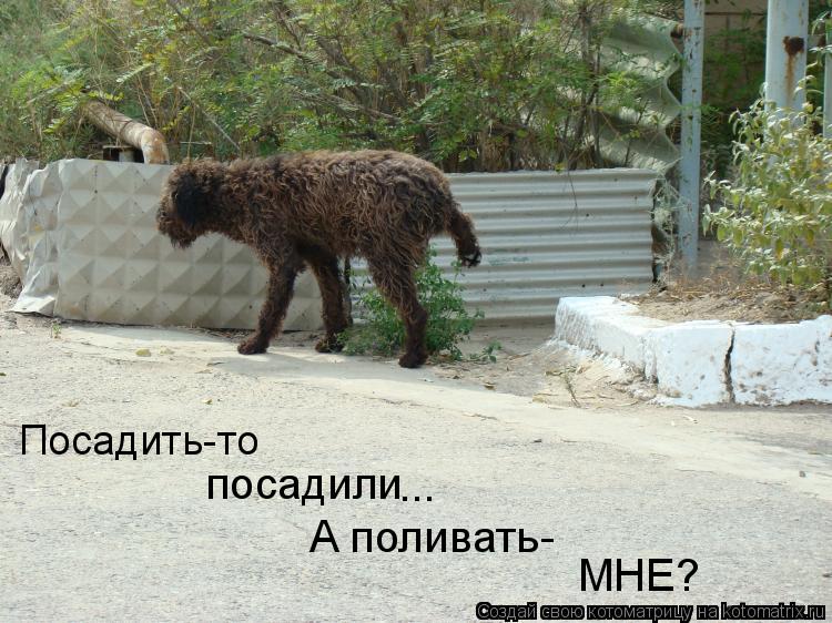 Посадить-то посадили ... А поливать- МНЕ?... Котоматрица: Посадить-то посадили ... А поливать- МНЕ?