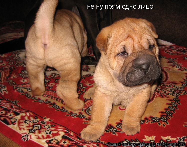 не ну прям одно лицо... Котоматрица: не ну прям одно лицо