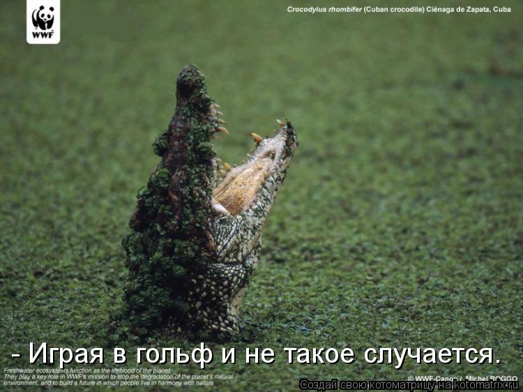 - Играя в гольф и не такое случается.... Котоматрица: - Играя в гольф и не такое случается.