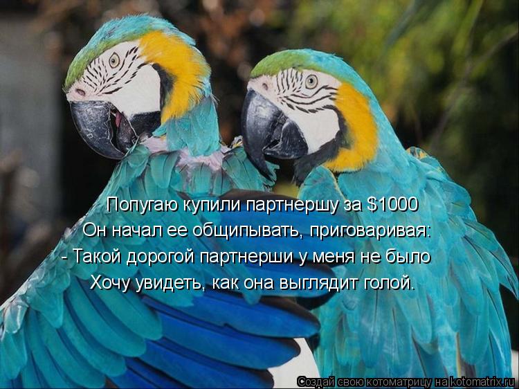 Попугаю купили партнершу за $1000 Он начал ее общипывать, приговаривая: - Такой дорогой партнерши у м... Котоматрица: Попугаю купили партнершу за $1000 Он начал ее общипывать, приговаривая: - Такой дорогой партнерши у меня не было Хочу увидеть, как она выглядит