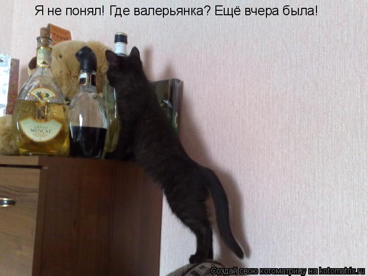Я не понял! Где валерьянка? Ещё вчера была!... Котоматрица: Я не понял! Где валерьянка? Ещё вчера была!