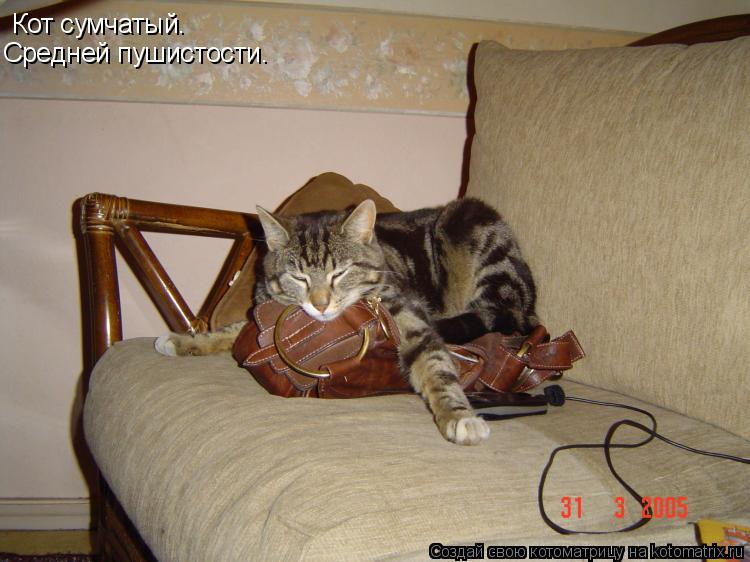 Кот сумчатый. Средней пушистости.... Котоматрица: Кот сумчатый. Средней пушистости.