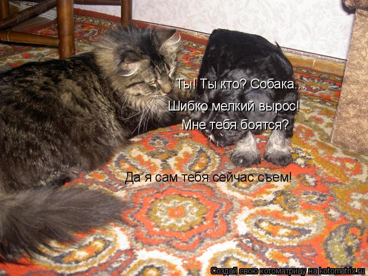 Ты! Ты кто? Собака... Шибко мелкий вырос! Мне тебя боятся? Да я сам тебя сейчас съем!... Котоматрица: Ты! Ты кто? Собака... Шибко мелкий вырос! Мне тебя боятся? Да я сам тебя сейчас съем!