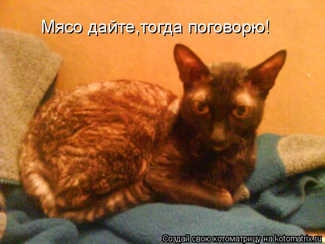 Мясо дайте,тогда поговорю!... Котоматрица: Мясо дайте,тогда поговорю!