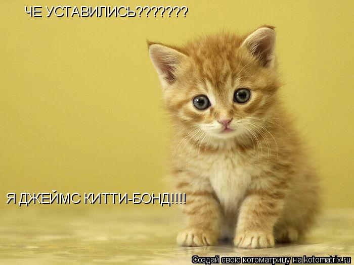 ЧЕ УСТАВИЛИСЬ??????? Я ДЖЕЙМС КИТТИ-БОНД!!!!... Котоматрица: ЧЕ УСТАВИЛИСЬ??????? Я ДЖЕЙМС КИТТИ-БОНД!!!!