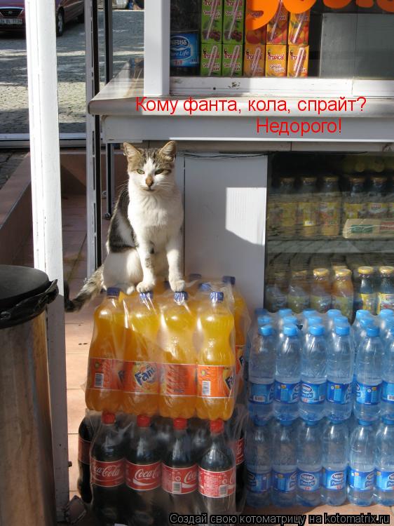Кому фанта, кола, спрайт? Недорого!... Котоматрица: Кому фанта, кола, спрайт? Недорого!