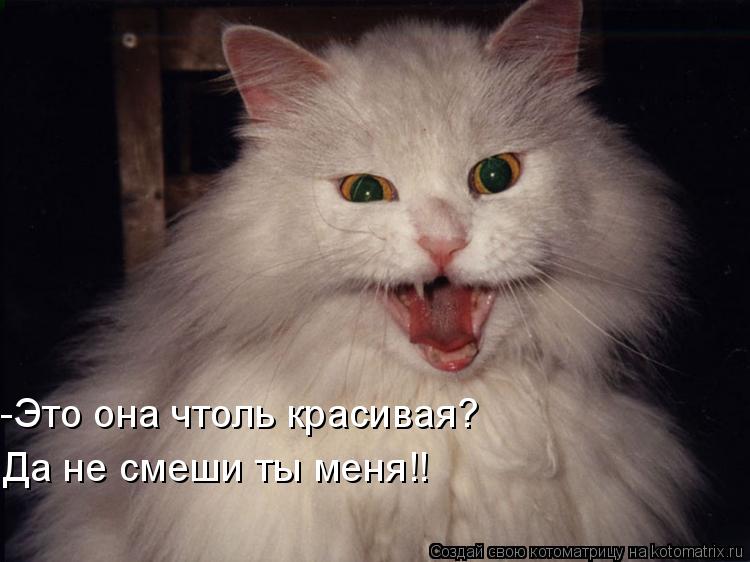 Да не смеши ты меня!! -Это она чтоль красивая?... Котоматрица: Да не смеши ты меня!! -Это она чтоль красивая?