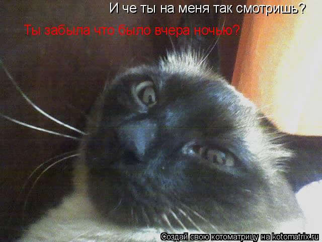 И че ты на меня так смотришь? Ты забыла что было вчера ночью?... Котоматрица: И че ты на меня так смотришь? Ты забыла что было вчера ночью?