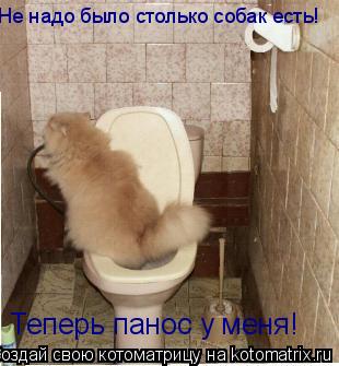 Не надо было столько собак есть! Теперь панос у меня!... Котоматрица: Не надо было столько собак есть! Теперь панос у меня!