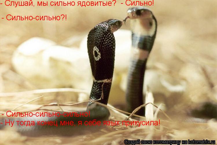 - Сильно-сильно-сильно! - Hу тогда конец мне, я себе язык пpикусила! - Сильно-сильно?! - Слушай, мы с... Котоматрица: - Сильно-сильно-сильно! - Hу тогда конец мне, я себе язык пpикусила! - Сильно-сильно?! - Слушай, мы сильно ядовитые? - Сильно!