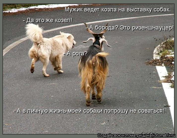 Мужик ведет козла на выставку собак. - Да это же козел! - А борода? Это ризеншнауцер! - А рога? - А ... Котоматрица: Мужик ведет козла на выставку собак. - Да это же козел! - А борода? Это ризеншнауцер! - А рога? - А в личную жизнь моей собаки попрошу не соватьс