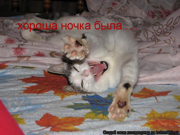 хороша ночка была........ Котоматрица: хороша ночка была.....