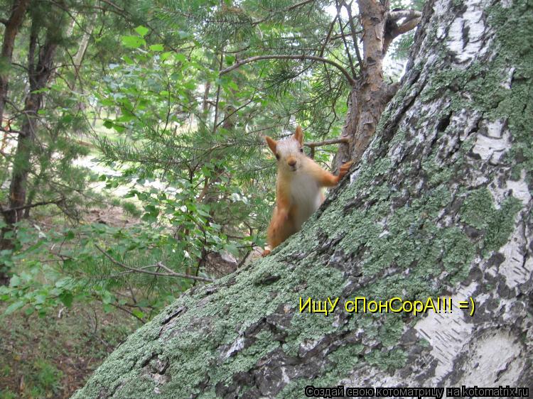 Котоматрица: ИщУ сПонСорА!!! =)