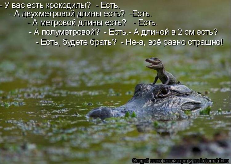- У вас есть крокодилы? - Есть. - А двухметровой длины есть? -Есть. - А метровой длины есть? - ... Котоматрица: - У вас есть крокодилы? - Есть. - А двухметровой длины есть? -Есть. - А метровой длины есть? - Есть. - А полуметровой? - Есть.- А длиной в 2