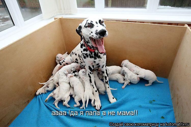 аааа !да я папа а не мама!!... Котоматрица: аааа !да я папа а не мама!!