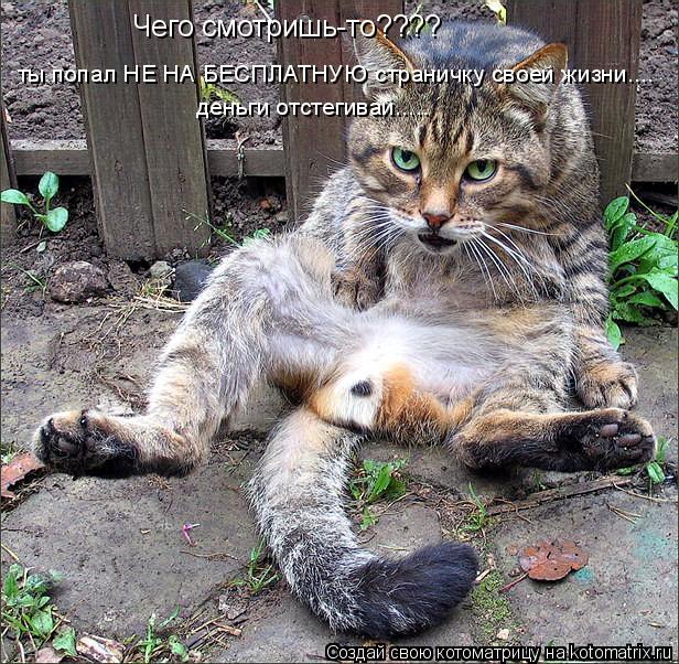 Чего смотришь-то???? ты попал НЕ НА БЕСПЛАТНУЮ страничку своей жизни.... деньги отстегивай........ Котоматрица: Чего смотришь-то???? ты попал НЕ НА БЕСПЛАТНУЮ страничку своей жизни.... деньги отстегивай.....