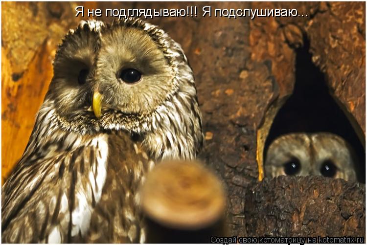 Я не подглядываю!!! Я подслушиваю...... Котоматрица: Я не подглядываю!!! Я подслушиваю...