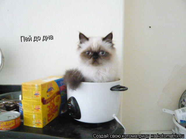 Пей до дна... Котоматрица: Пей до дна
