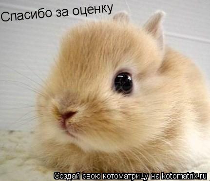Спасибо за оценку... Котоматрица: Спасибо за оценку