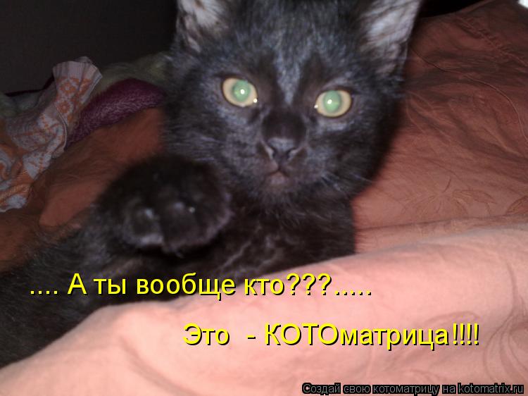 .... А ты вообще кто???..... Это - КОТОматрица!!!!... Котоматрица: .... А ты вообще кто???..... Это - КОТОматрица!!!!