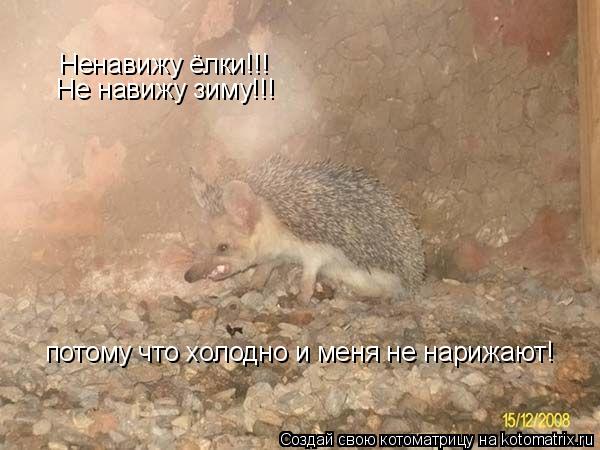 Ненавижу ёлки!!! Не навижу зиму!!! потому что холодно и меня не нарижают!... Котоматрица: Ненавижу ёлки!!! Не навижу зиму!!! потому что холодно и меня не нарижают!