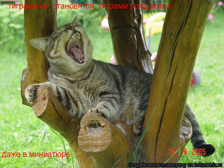 тиграми не становятся, тиграми рождаются даже в миниатюре... Котоматрица: тиграми не становятся, тиграми рождаются даже в миниатюре