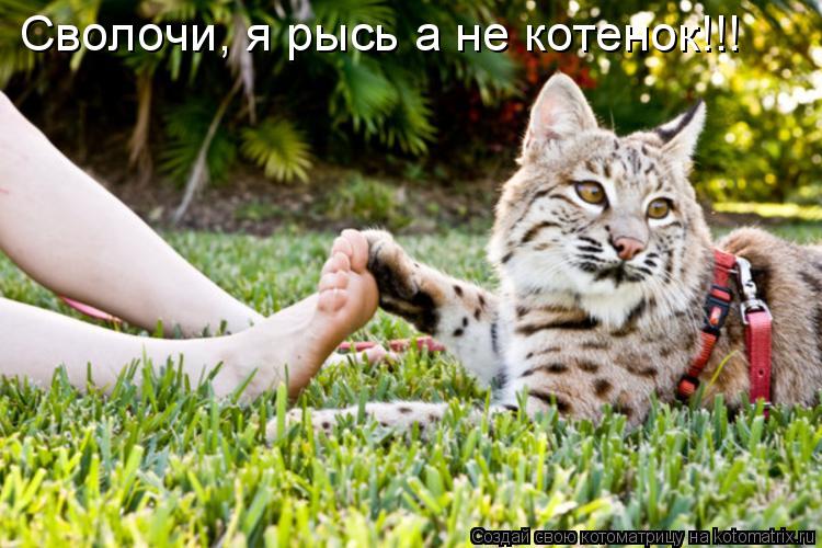 Сволочи, я рысь а не котенок!!!... Котоматрица: Сволочи, я рысь а не котенок!!!