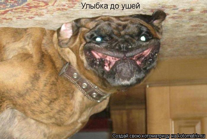 Улыбка до ушей... Котоматрица: Улыбка до ушей