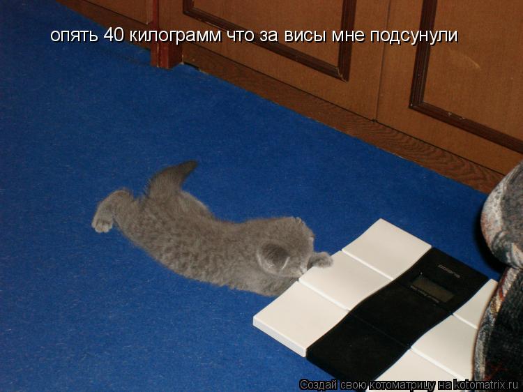 Котоматрица: опять 40 килограмм что за висы мне подсунули