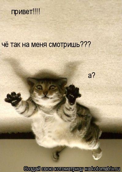 привет!!!! чё так на меня смотришь??? а?... Котоматрица: привет!!!! чё так на меня смотришь??? а?