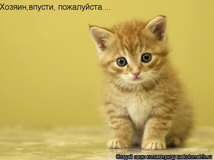 Хозяин,впусти, пожалуйста....... Котоматрица: Хозяин,впусти, пожалуйста....