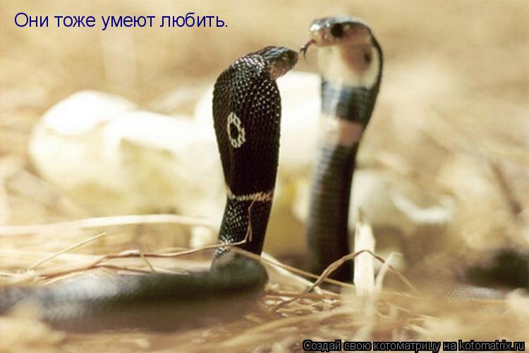 Они тоже умеют любить.... Котоматрица: Они тоже умеют любить.