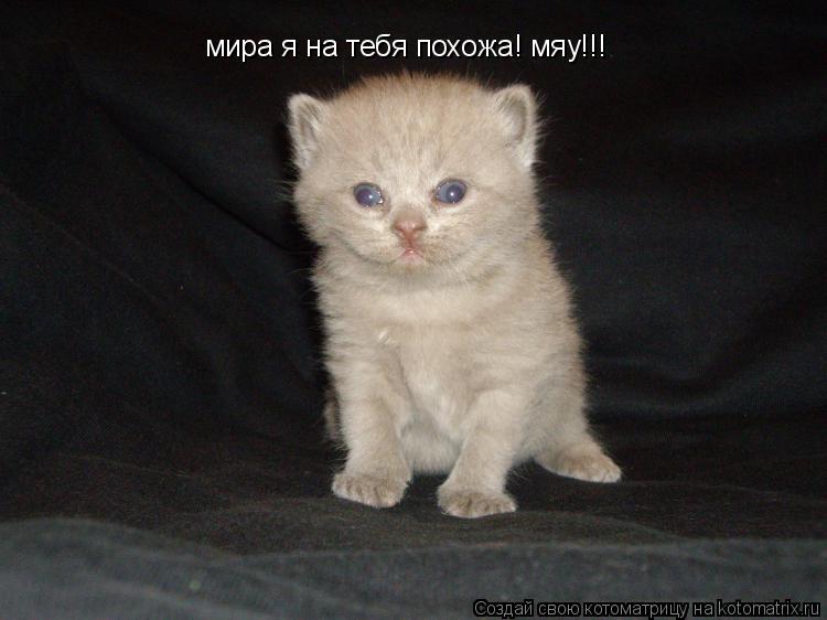 мира я на тебя похожа! мяу!!!... Котоматрица: мира я на тебя похожа! мяу!!!