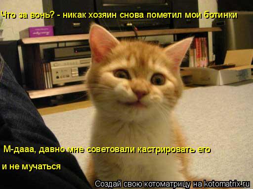 Что за вонь? - никак хозяин снова пометил мои ботинки М-дааа, давно мне советовали кастрировать его ... Котоматрица: Что за вонь? - никак хозяин снова пометил мои ботинки М-дааа, давно мне советовали кастрировать его и не мучаться