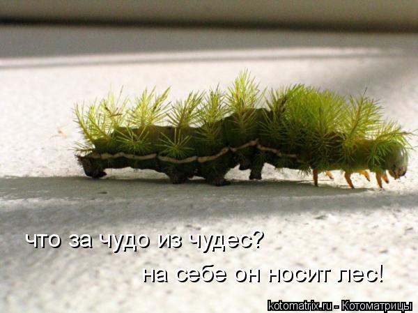 что за чудо из чудес? на себе он носит лес!... Котоматрица: что за чудо из чудес? на себе он носит лес!